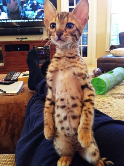 Bengals are known to be a bit like dogs...