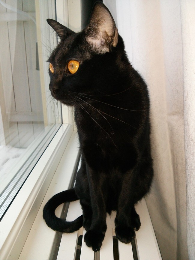 He's a big hit every Halloween.