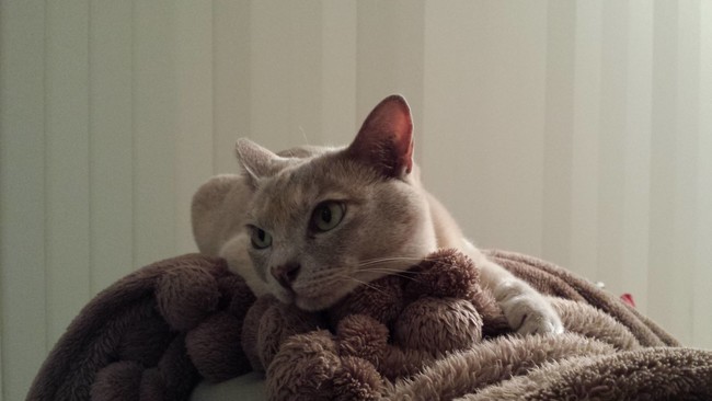 She's the fiercest model in Vogue: Felines.