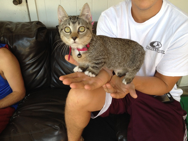 Munchkin cats are definitely the corgis of the kitten world.