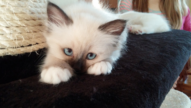 This sweet baby ragdoll is a little shy.