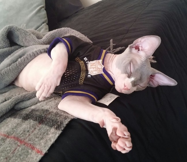 And to think that some people say sphynxes can't be cute.