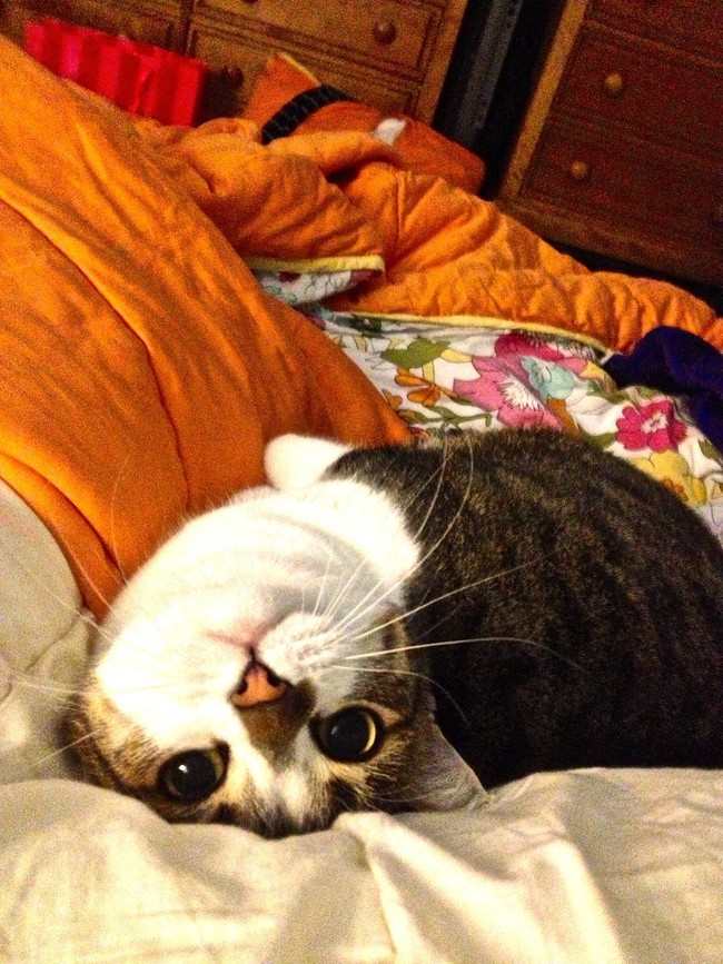 "Did I say you were done scratching my chin?"