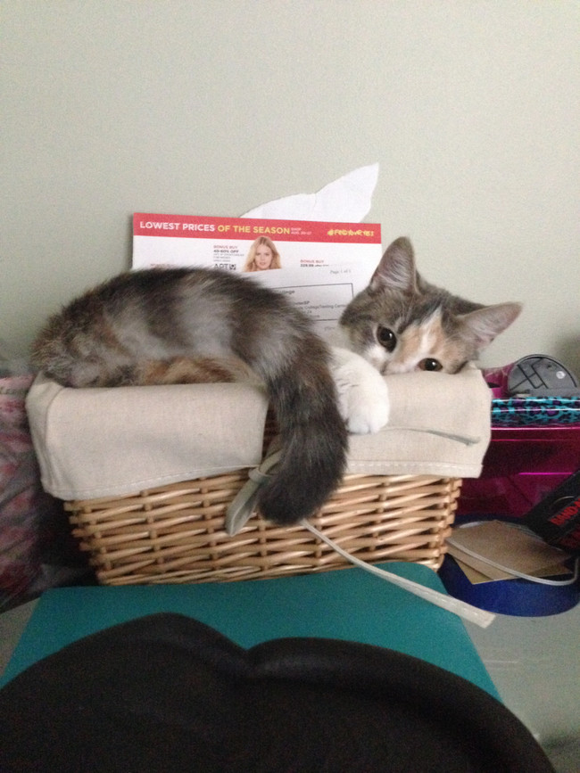 Maybe they should try putting the mail in his expensive cat bed.