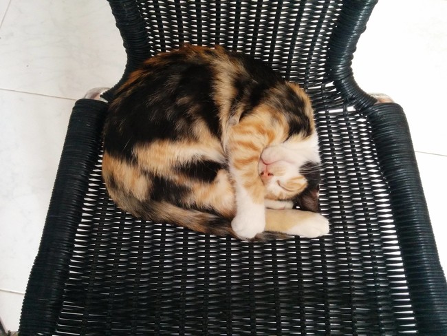 I wish I could curl up like this, too.