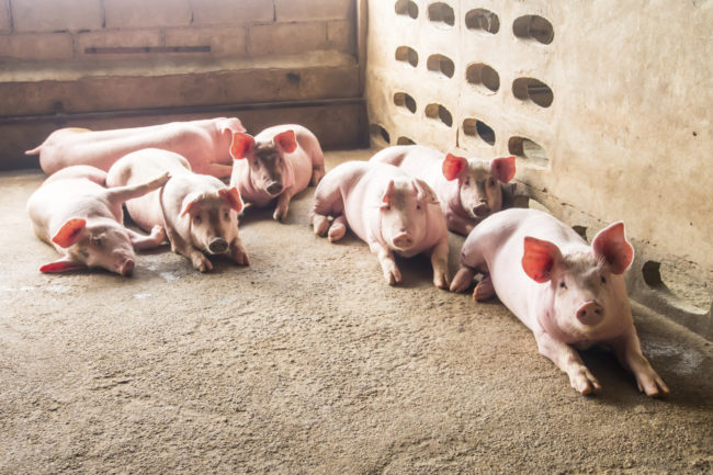 While modern humans and pigs might bear a resemblance to each other sometimes, we're also closely genetically related.