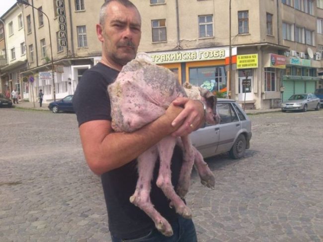 If the dog had any hope of survival, she'd need immediate medical care.