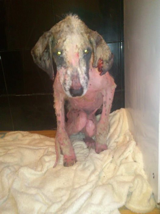 She had a long road ahead, but her determination inspired rescuers to name her Khaleesi.