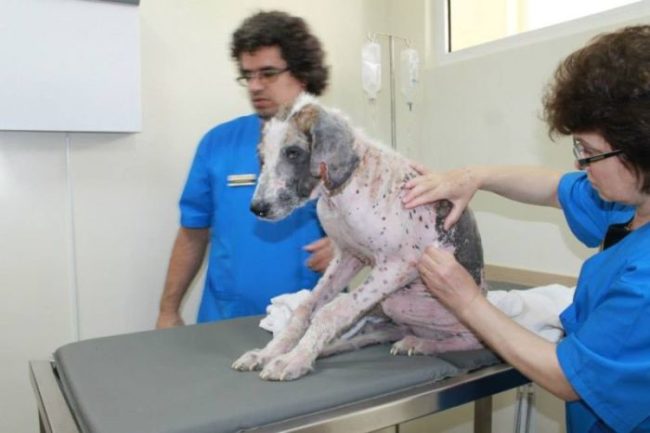 First, they made sure that she received all of her vaccinations.