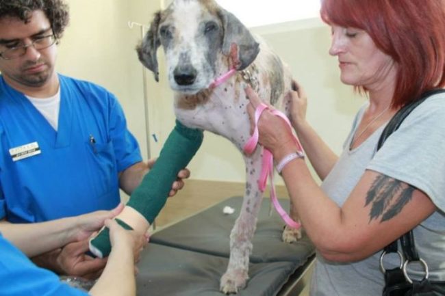 She even got a sweet cast for her broken leg! I'm sure all of the other dogs at the shelter wanted to sign it.
