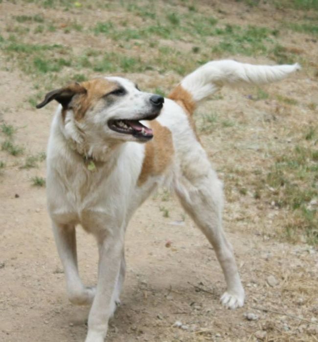 Can you believe that this is even the same dog?