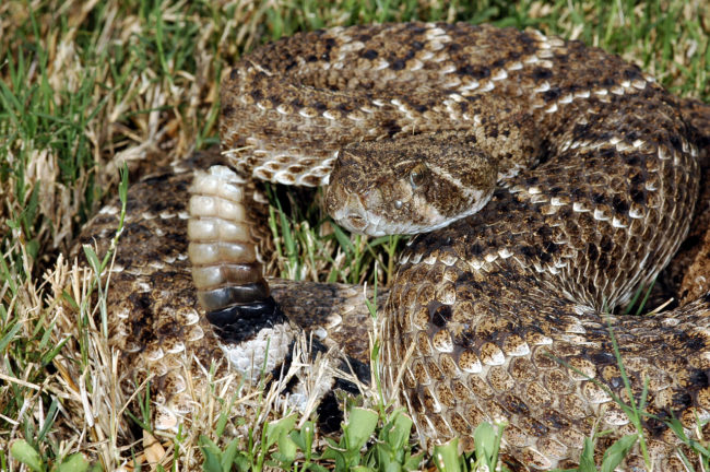 Rattlesnakes