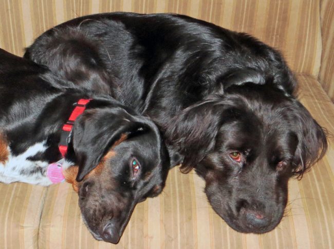 Forcing your dog to interact with other dogs they don't like