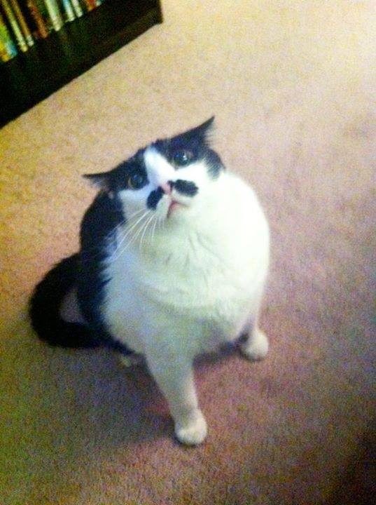 Everyone, say hello to Stache.