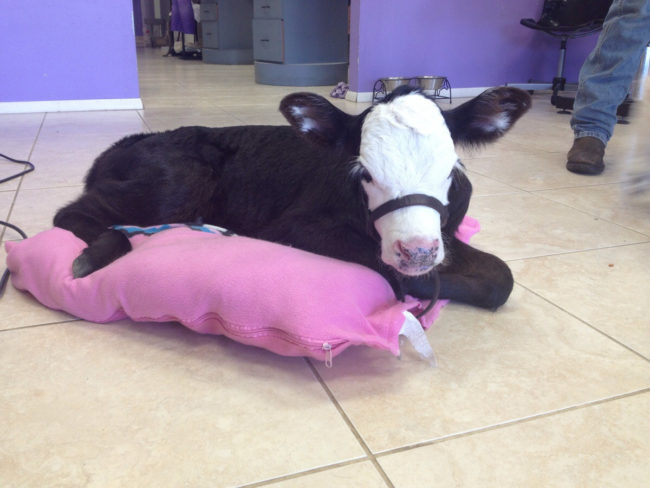 I just fell in love with Daisy Mae. If you didn't, you have no soul.