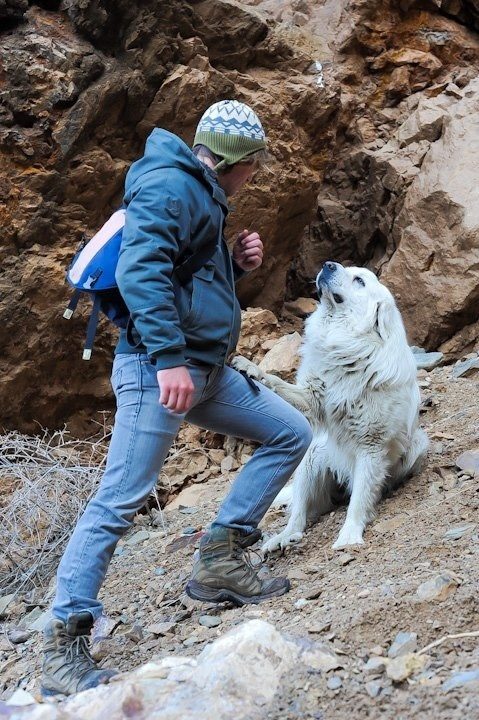 This regal boy took some hikers on a quest -- they dubbed him Gandalf.