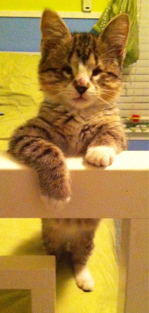 Braille was born without eyes, but she's the apple of ours.