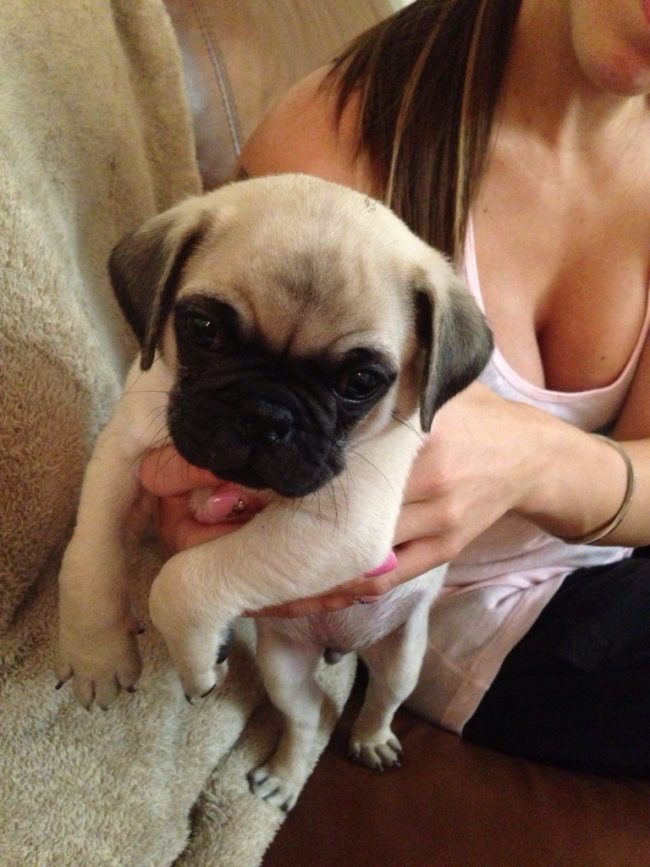 "I have a pot bellied pig named Bacon, so this is my new pug Eggs..." Appropriate.