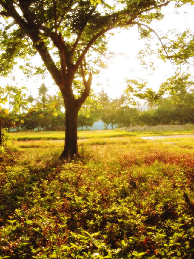 The Swiss plant trees to celebrate weddings.