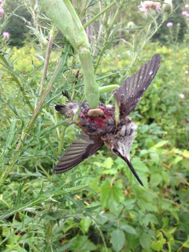 That one never stood a chance.