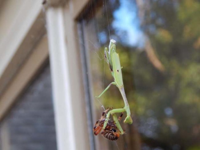 And spiders, apparently.