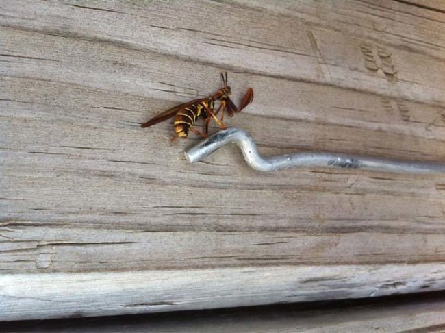 They're also experts when it comes to blending in. This particular species of mantis actually evolved to look like a wasp.