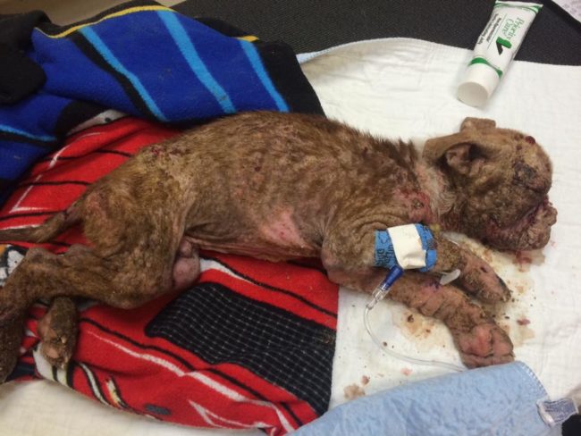 That's when the dedicated woman took him to Dillsburg Veterinary Center in Dillsburg, Pennsylvania.