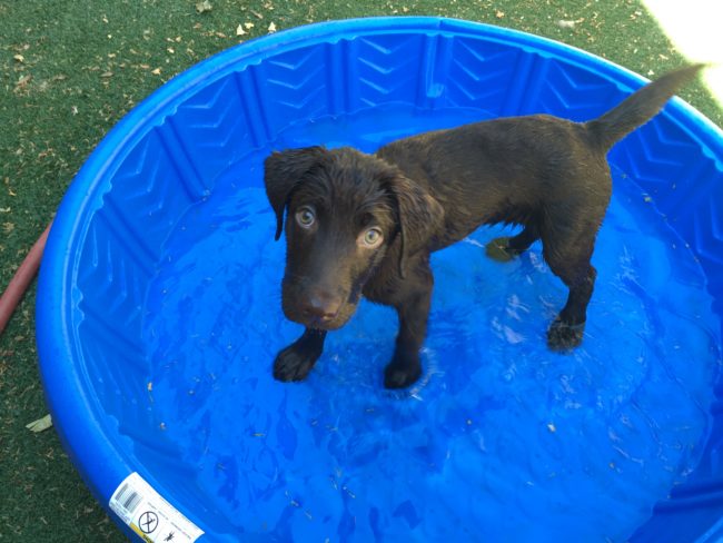 He loved playing in water.