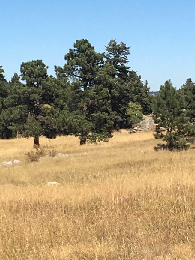 Perhaps the creepiest part of all is that the grass isn't tall enough to cover a person that much, and there aren't any holes or divots where the ghostly stalker was standing.