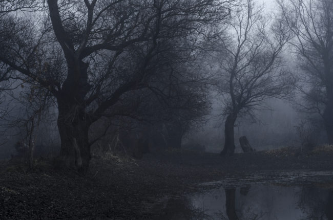 A dead horse surrounded by negative film strips.