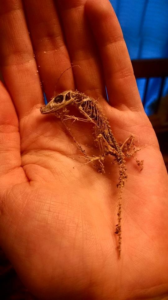 These lovely bones were found in an empty fish tank.