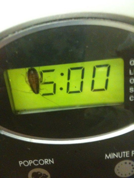 A microwave with a built-in cockroach clock. It's what I've always dreamed of.