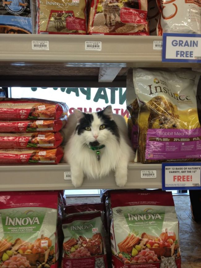 "A lot of people said, 'Hey, you're a cat. Why not spend your days relaxing in the sun?' But I'd always dreamed of a career in retail."