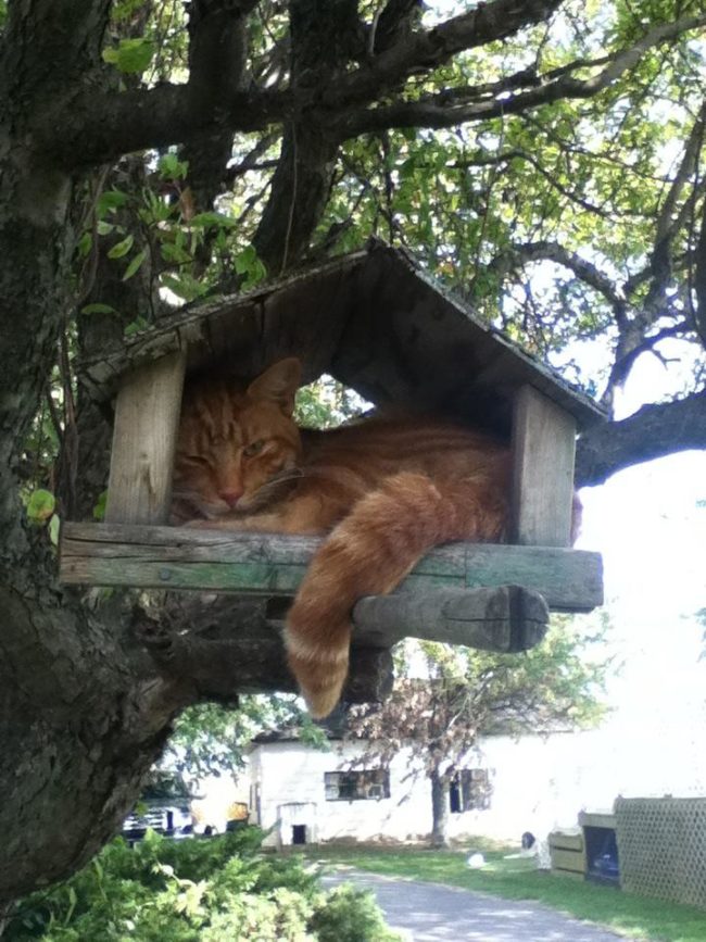 In fact, all this cat wants is to be a bird!