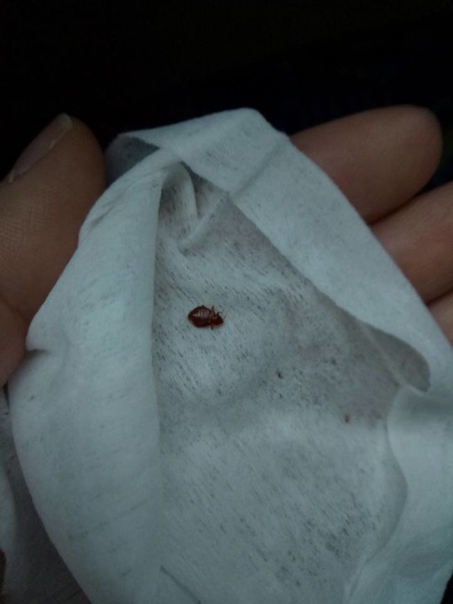 She suspected that an insect might be the culprit, so she looked around and was disgusted to find a bed bug by her foot.