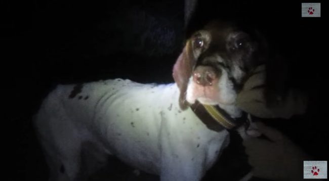 Orfanidou freed the abandoned animal and guided him back to her car, hoping to give him a second chance at life.