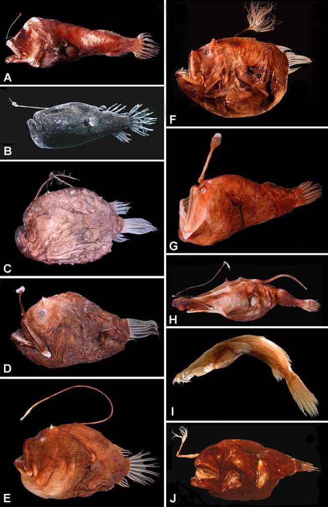 There are many types of anglerfish and each one is more horrific than the last.