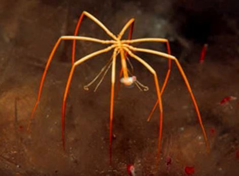 Anything with weirdly long legs is automatically frightening.