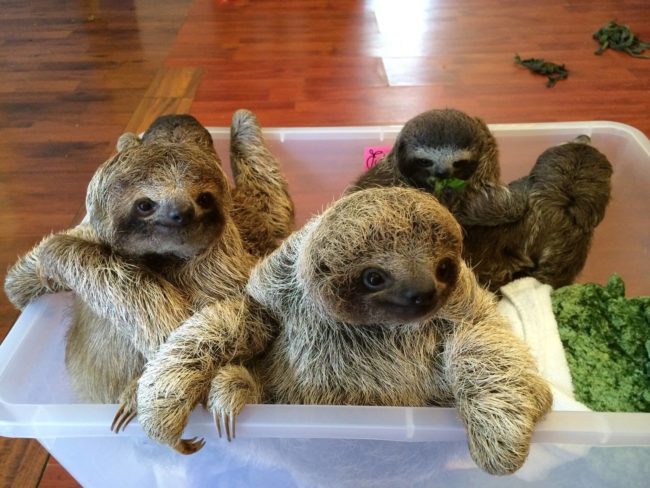 The Sloth Sanctuary "advocates for the protection and rehabilitation of sloths in recovery" and educates the public about the importance of the species to the Costa Rican environment.