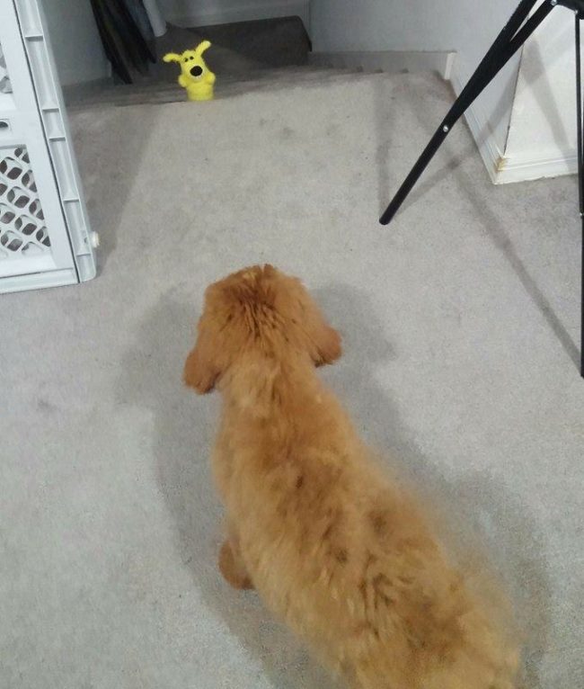 When they turned around to see what was wrong, they saw this toy standing upright on a step.