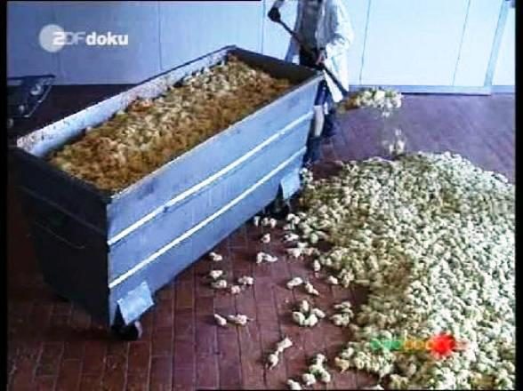 Although rarer, some male chicks are killed with carbon monoxide poisoning. Here, a worker can be seen shoveling their remains into a large dumpster.