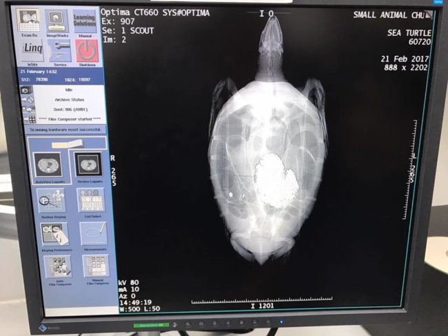The coins were heavily pressing down on the turtle&rsquo;s ventral shell, causing it to crack and swell. Bank was also suffering from a lung infection that was making it tough for him to dive, breathe, and even eat.