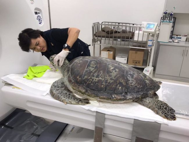Bank the turtle received his nickname after it was discovered that he had been swallowing loose change dropped into his pond for almost 25 years.