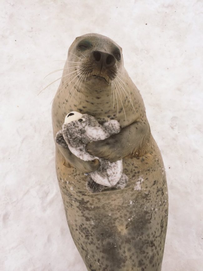 When keepers at the Mombetsu Land attraction in Hokkaido, Japan, gave this seal a small, stuffed version of itself, here's the reaction they got.