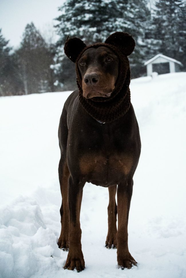 This dog, however, has to wear a snood outside to protect his frostbite-prone ears. He doesn't look too happy about it, but he sure is adorable!