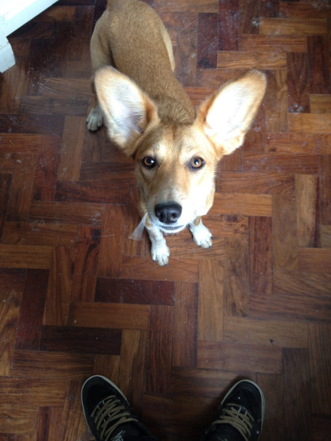 If you're ever wondering how Arnie the dog is feeling, all you have to do is check his ears. They're up when he's full of energy...