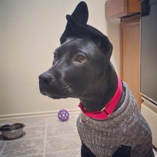 Some dogs like to wear their ears on top of their head.
