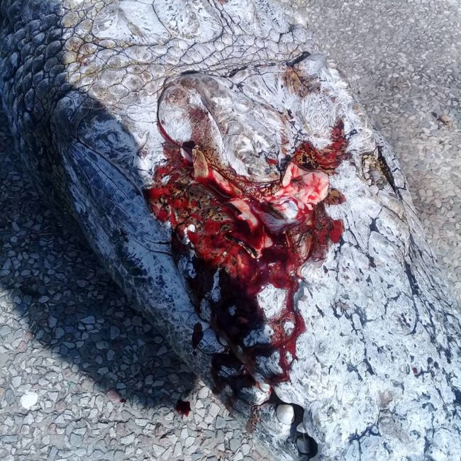 Just last month, a hippopotamus named Gustavito was attacked and killed with metal bars, knives, and rocks at an El Salvador zoo.