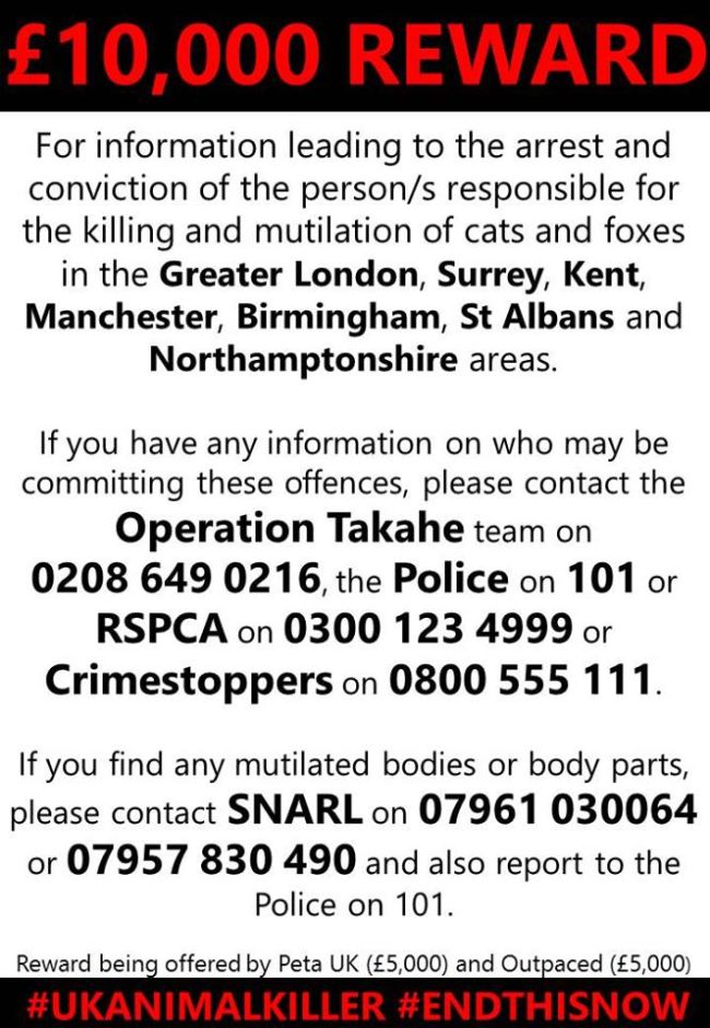 "We've got 170 bodies of cats, foxes and one rabbit that look like they are linked, 37 bodies have been confirmed through post-mortem," said Boudicca Rising, co-founder of SNARL. "The killer uses maximum upsetting levels. There are a couple where they've left bodies near schools and school grounds."