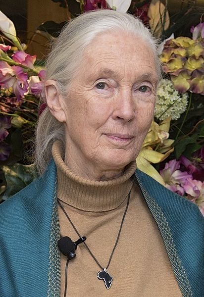 Jane Goodall is credited for revolutionizing the field of primatology with her decades spent observing and studying the behavior of the Gombe chimpanzees in Tanzania.